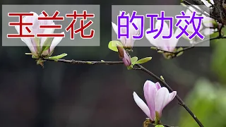 玉兰花的功效和作用，玉兰花泡水喝的功效,玉兰花食用禁忌