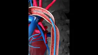 3D animation - presentation Aorta #shots