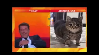 News anchor laughs at cat