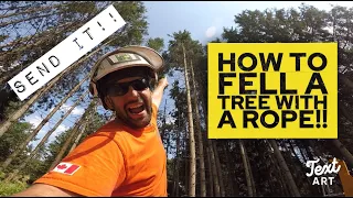 HOW TO FELL A TREE WITH A ROPE!!
