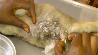 Removing Monster Mango worms From Helpless Dog! Animal Rescue Video 2022 #41