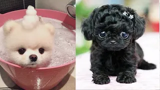 Tik Tok Chó Phốc Sóc Mini | Funny and Cute Pomeranian Videos #41