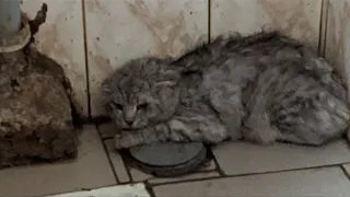 Породистый кот сидел в общественном туалете, вжавшись в стену и шипя на всех, вот как он изменился