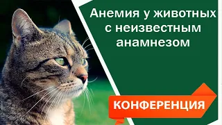 Анемия у животных с неизвестным анамнезом