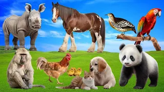 Lovely Animal Sounds Around Us: Baboon,Horse, Parrot, Panda, -Animal Moments