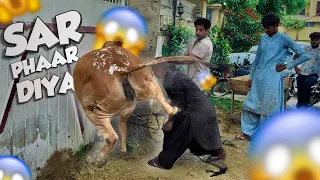 Qasai ka sar phaar diya 😱😱|Dangerous Cow Qurbani |bakra eid 2023