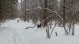 Нахаживание молодой лайки по кунице.