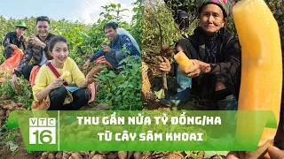 Thu gần nửa tỷ đồng/ha từ cây sâm khoai | VTC16