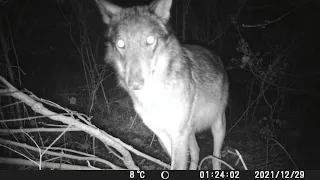 Fototrappola - Lupi nel Parco del Conero, Ancona