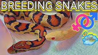 Breeding Snakes (Cornsnakes) 🐍