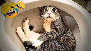 Funniest Cats And Dogs Videos😁- Best Funny Animal Videos 2024😁Part 8