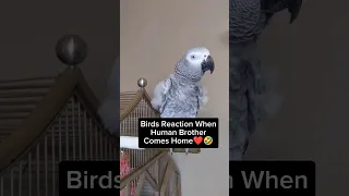 Bird's Reaction When Human Brother Comes Home ❤️ #birds #pets #animals #funny #youtubeshorts #fyp