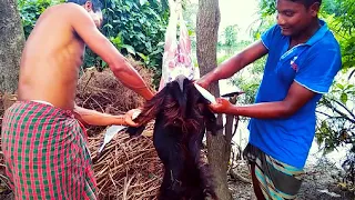 Amazing Village Goat Cutting Skill. Village Goat Cutting Fast Workers