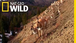 Pronghorn Face Modern Challenges | Nat Geo Wild