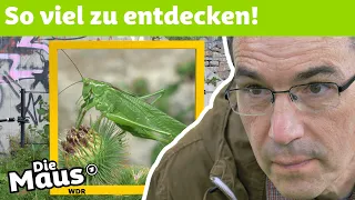 1 Quadratmeter Natur | DieMaus | WDR