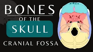 Cranial Fossa Anatomy | Bones of the Skull | Anatomy and Physiology #skull #shorts