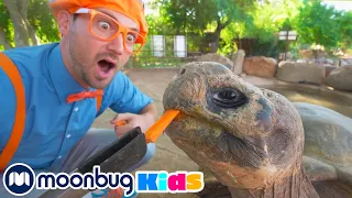 Blippi Visits a Zoo (Phoenix Zoo) | Blippi | Animal Cartoons | Funny Cartoons | Learn about Animals