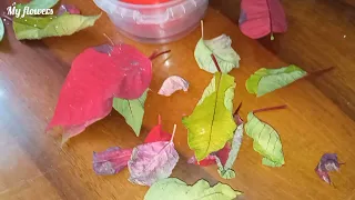 Пуансеттия.Опадают листья после покупки