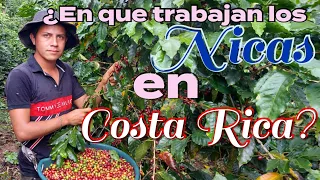 ¿En que trabajan los Nicas en Costa Rica? Cogidas de café en Costa Rica 🇨🇷 #nicaragua #costarica #4k