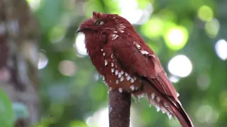 Rufous Potoo