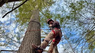 Felling a Heavily Leaning Tree Over a Creek!