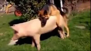 Dog Mating Pig Funnyundefined