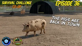A "PIG" IMPROVEMENT! 🤦‍♂️🐷🚜| SURVIVAL CHALLENGE CO-OP | FS22 - EPISODE 36