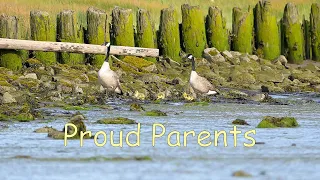 New Family of Canada Geese Makes It's Debut! (Nikon Z8, NIKKOR Z 180-600mm f/5.6-6.3 VR)