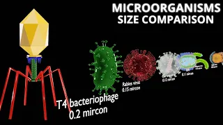 Microorganisms size comparison 3D