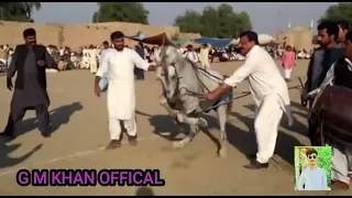 Nukra ghora dance...peer papu shah...Mela Ghulam shah...