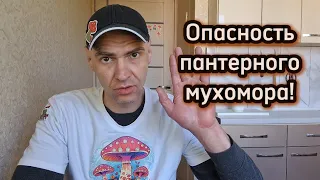 Опасность пантерного мухомора.