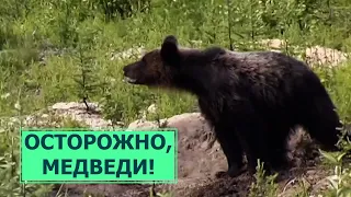 Осторожно, медведи! Как себя вести при встрече?