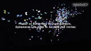 Flutter of Butterflies Beyond Borders, Ephemeral Life born in Au-delà des limites