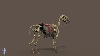 Skeletal Horse