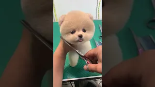 Tik Tok Chó Phốc Sóc Mini 😍 Funny and Cute Pomeranian #407