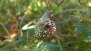Shamrock Spider eating Grasshopper