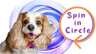 Fun and Easy Tricks to Teach Your Dog or Puppy | Teach a Dog to Spin in Circle