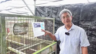 Crocodile Farm in Singapore! "Explore the Kranji Countryside"