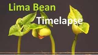 Growing Lima Beans Timelapse | time lapse video