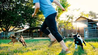 BABY GOATS experience FREEDOM for the first time & it's ADORABLE