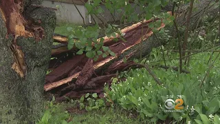 How To Tell If Your Trees Are In Trouble