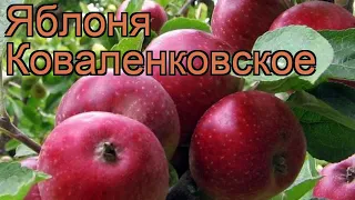 Яблоня обыкновенная Коваленковское (malus) 🌿 обзор: как сажать, саженцы яблони Коваленковское