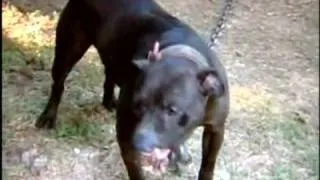 Questions Raised On Dog Fighting In Hawaii