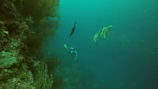 Diving Indonesia: Reef Scenes