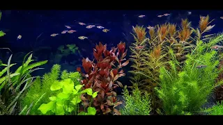 JBL Manado dark Neustart #aquarium #dutchstyle #wachstum #amazing #aquascape #led #