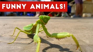 Funniest Pet & Animals Moments Caught On Tape Weekly Compilation 2016 | Funny Pet Videos