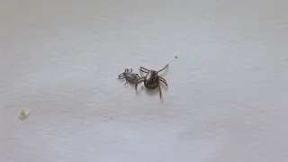 Warm weather brings out ticks in Minnesota