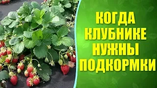 🍓 Когда и чем подкормить клубнику для хорошего урожая? Подкормка клубники при природном земледелии.