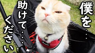 庭で遊んでたら蛇が出て動けなくなった猫を必死に守る犬がこちら...