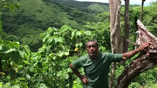 Visiting a 3 year old Kava Farm